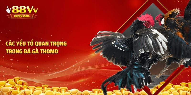 Những yếu tố quan trọng trong đá gà Thomo