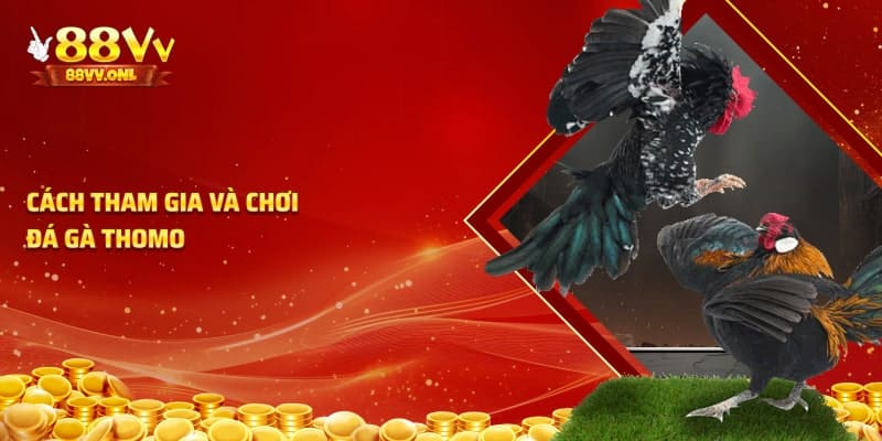 Cách để người chơi có thể tham gia đá gà thomo