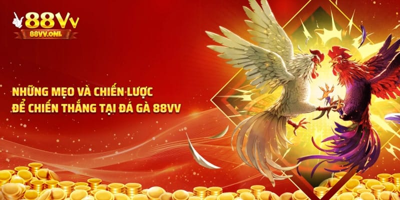 Những mẹo để chiến thắng tại đá gà 88VV